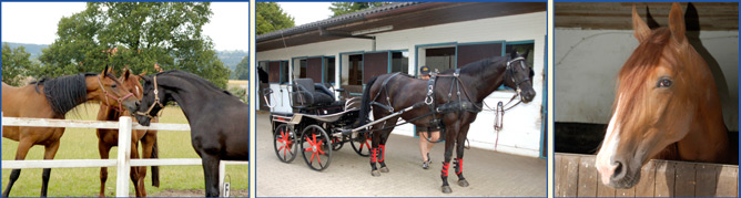 Bilderleiste Gastpferde oben