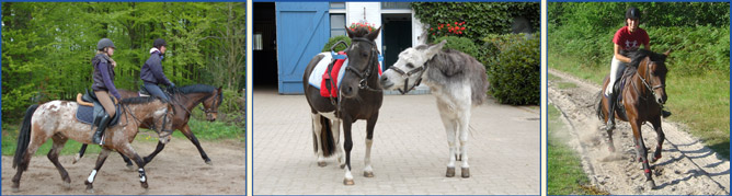 Bilderleiste Reiten unten